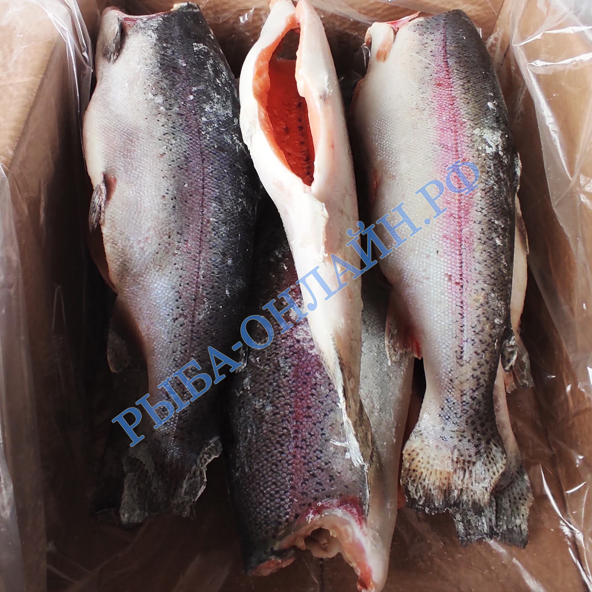 Forel1.82.7.jpg